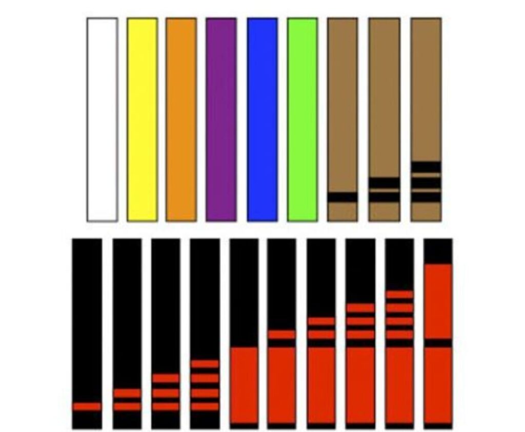 serie de cinturones de colores en orden de graduacion en artes marciales